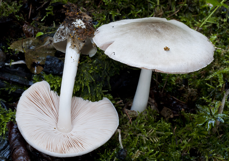 Volvariella caesiotincta